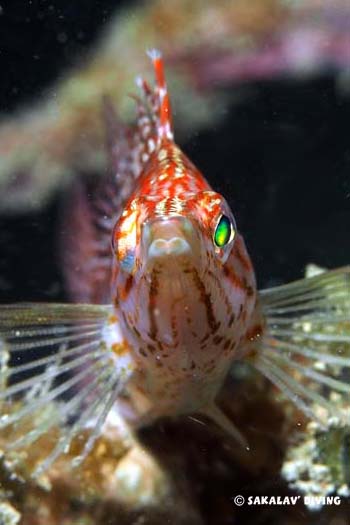 oxycirrhites typus en Plongée a Nosy Be